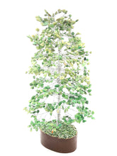 将图片加载到图库查看器,Jade 100 Chips With Wood Base Tree of Life