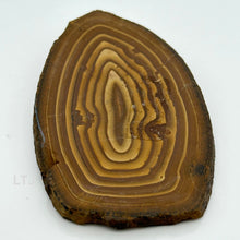 将图片加载到图库查看器,Petrified Wood Slab