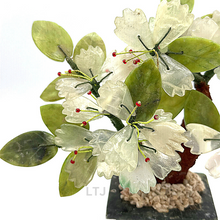Load image into Gallery viewer, Jade Tree