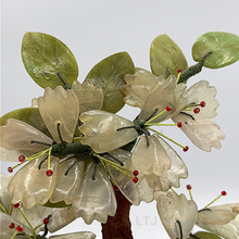 Load image into Gallery viewer, Jade Tree