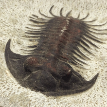 Load image into Gallery viewer, Trilobite Fossil
