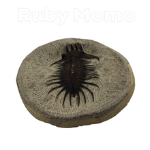 Load image into Gallery viewer, Trilobite Fossil