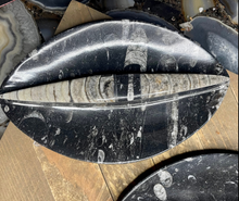 Load image into Gallery viewer, Orthoceras Fossil Eye Shaped Plate