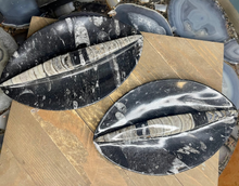 Load image into Gallery viewer, Orthoceras Fossil Eye Shaped Plate