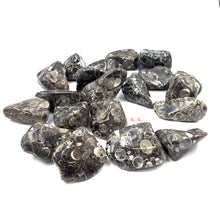 Load image into Gallery viewer, Turritella Fossil Tumbled