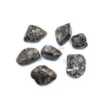 Load image into Gallery viewer, Turritella Fossil Tumbled