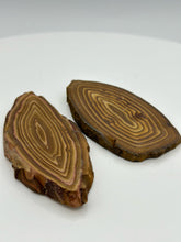 Cargar imagen en el visor de la galería, Petrified Wood Slab
