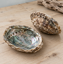 Cargar imagen en el visor de la galería, Abalone Shells
