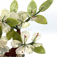 Load image into Gallery viewer, Jade Tree
