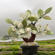 Load image into Gallery viewer, Jade Tree
