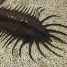 Cargar imagen en el visor de la galería, Trilobite Fossil
