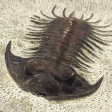 Cargar imagen en el visor de la galería, Trilobite Fossil
