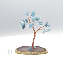 将图片加载到图库查看器，海蓝宝石树小
