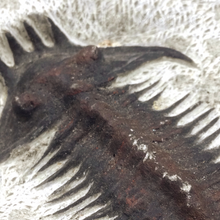 Cargar imagen en el visor de la galería, Trilobite Fossil
