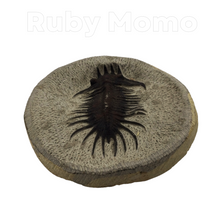 Cargar imagen en el visor de la galería, Trilobite Fossil
