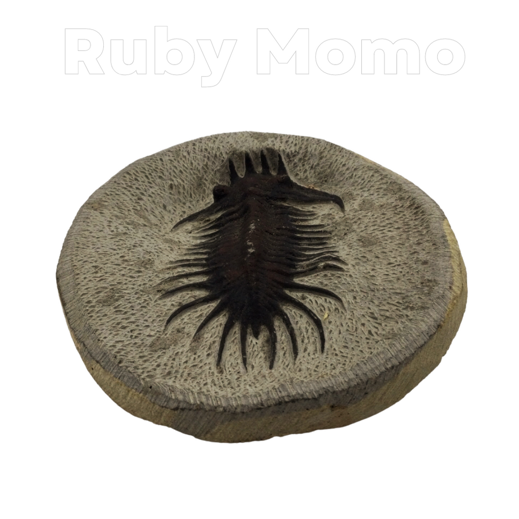 Trilobite Fossil